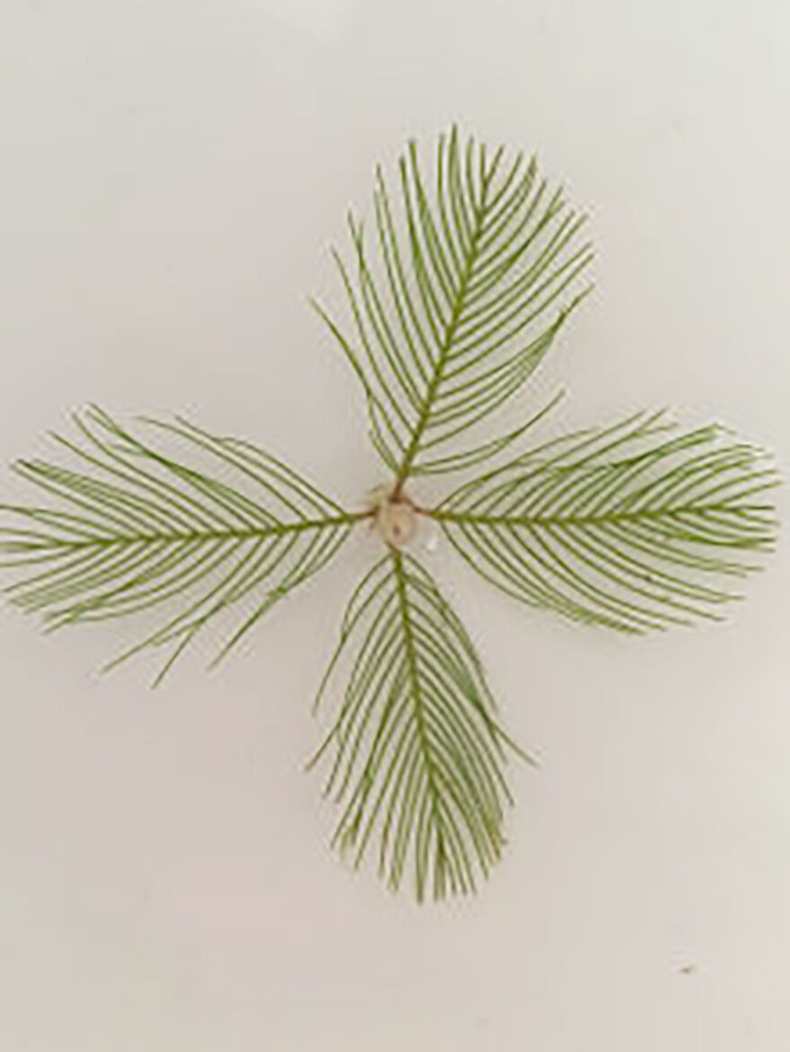 E. Watermilfoil